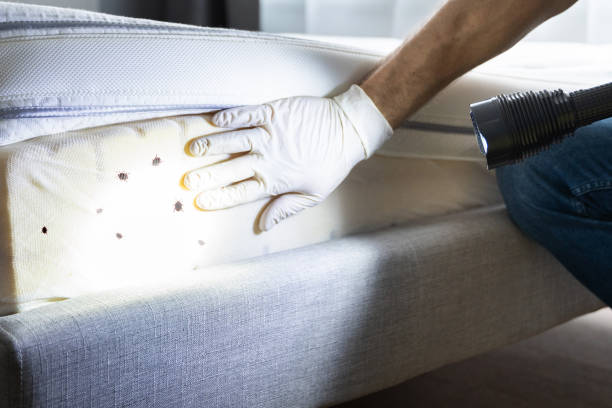 Best Termite Control Services  in Hacienda Heights, CA