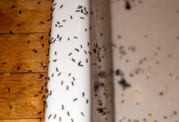 Professional Pest Control in Hacienda Heights, CA
