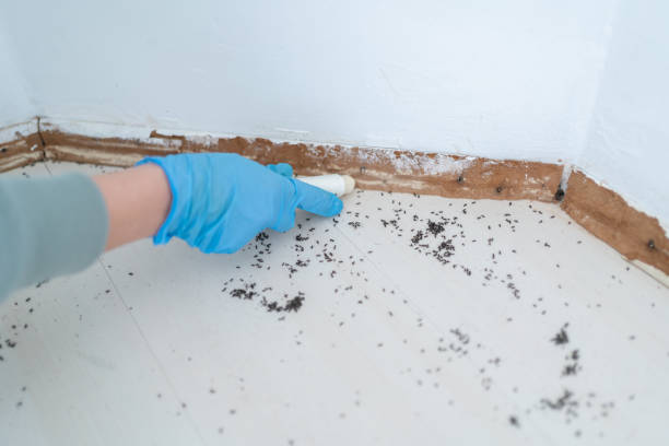 Best Pest Control Near Me in Hacienda Heights, CA